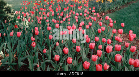 Tulpen blühen in einem privaten Garten Stockfoto