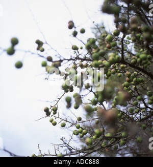 Wilde Krabbenäpfel auf einem Krabbenapfel Crabapple Tree malus Im Herbst Carmarthenshire Wales UK KATHY DEWITT Stockfoto