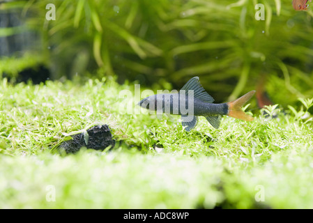 Fische im aquarium Stockfoto