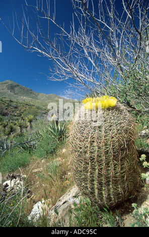 Blühender Kaktus in Barrel Anza Borrego Desert State Park California ähnliches Bild ADC959 Stockfoto