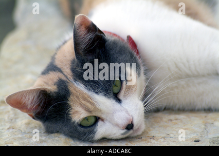 Porträt einer Schildpatt-Katze auf dem Boden liegend Stockfoto