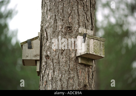 Fledermauskästen an einem Baum befestigt Stockfoto