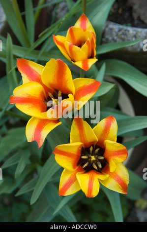 Drei Tulpen Blütenköpfchen rot und gelb bunt Stockfoto