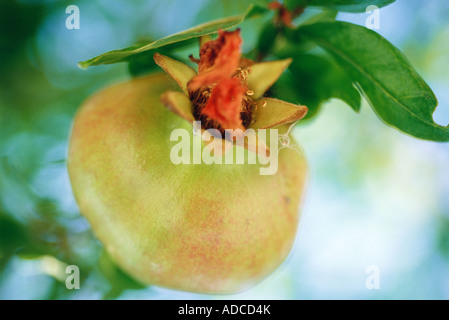 Granatapfel Stockfoto