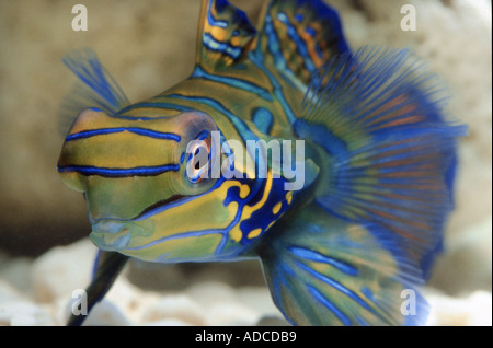 Mandarin Fisch Mandarienenfische SYNCHIROPUS SPLENDIDUS Callionymidae Korallen Sealife Meer Leben blau gelb grün Cyan seidig closeup Stockfoto