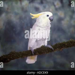 Triton Kakadu Cacatua Galerita triton Stockfoto