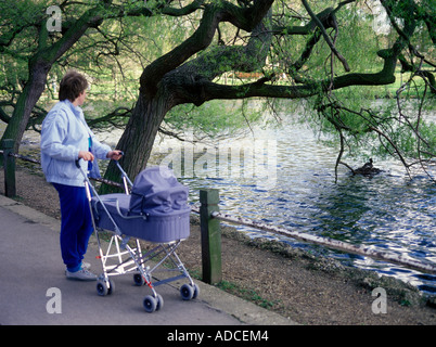 Schob einen Kinderwagen in lokalen Park in London und beobachtete eine große crested Grebe auf seinem nest Stockfoto