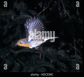 Rotkehlchen Erithacus Rubecula hautnah im Flug in der Nähe von Baum Stockfoto