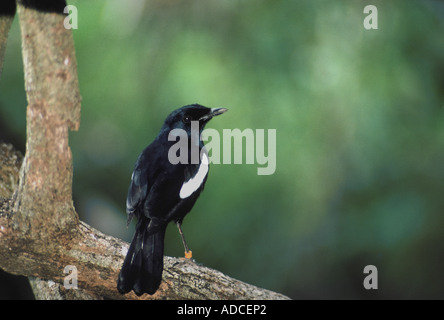 Seychellen Magpie Robin Copsychus Sechellarum Großaufnahme gehockt Zweig S Stockfoto