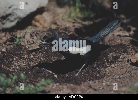 Seychellen Magpie Robin Copsychus Sechellarum Ringe Kratzer auf Boden auf Beinen Stockfoto