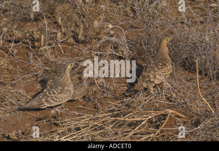 Kastanie bellied Sandgrouse Pterocles Exustus Männchen und Weibchen mit Küken Samburu, Kenia Stockfoto