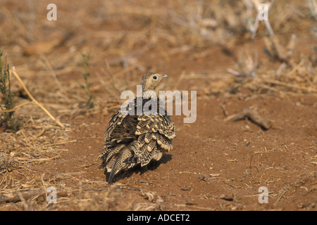 Kastanie bellied Sandgrouse Pterocles Exustus weibliche Samburu, Kenia Stockfoto