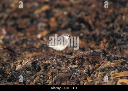 Brachvogel Strandläufer Calidris Ferruginea Namibia Stockfoto