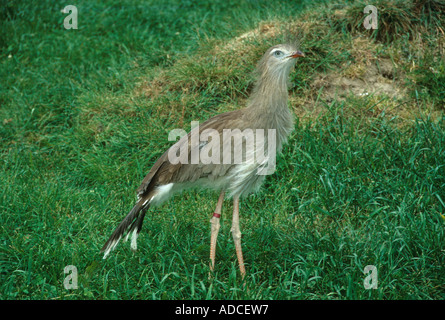 Roten Beinen Seriema Cariama Cristata stehen auf dem Rasen Stockfoto