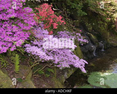 Bunte Azalea Sträucher Blume Hinterkante nach unten einen Garten Steingarten über einen Teich im Frühsommer Großbritannien UK Stockfoto