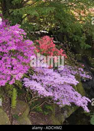 Bunte Azalea Sträucher Blume Hinterkante nach unten Garten Steingarten im Frühsommer Großbritannien UK Stockfoto