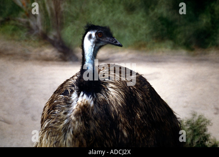 Abu Dhabi VAE Insel Sir Bani Yas arabische Strauß Naturschutzgebiet Stockfoto