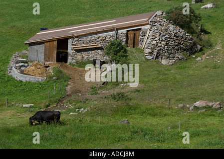 Berg-Stein Scheune mit Kühen in der Meiental Tal, Uri, Zentralschweiz Stockfoto