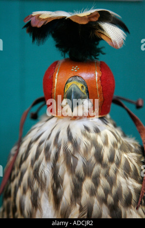 Helm Raubvogel schließen sich Detail Augen Federn Beute Hühner natürliche Natur Raptor Adler schneiden Sie zugeschnittenen Hintergrund Krieg Jäger Stockfoto