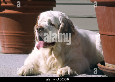 Clumber Spaniel Hund ruht außerhalb Modell veröffentlicht Bild Stockfoto