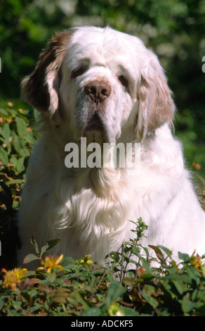 Clumber Spaniel Hund ruht außerhalb Modell veröffentlicht Bild Stockfoto