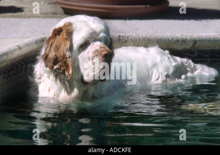 Clumber Spaniel Hund ruht in Pool Modell veröffentlicht Bild Stockfoto