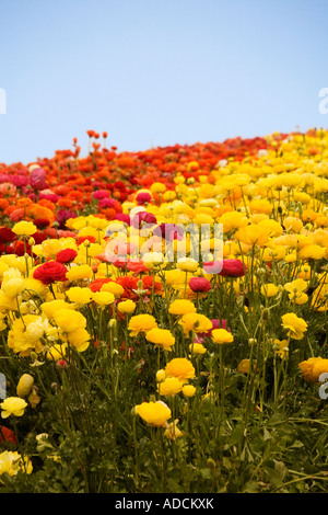 Rote und gelbe Blumen blühen unter einem Frühlingshimmel. Stockfoto