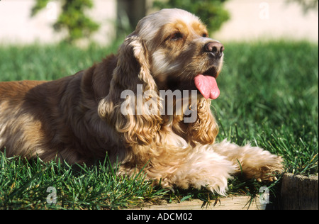 Cocker Spaniel Hund ruht außerhalb Modell veröffentlicht Bild Stockfoto