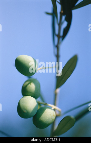 Oliven Baum wächst Stockfoto