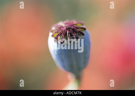 Samenkapsel Stockfoto