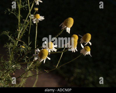 Nahaufnahme der deutschen Kamille (Matricaria Recutita) Pflanzen und Blumen. Stockfoto