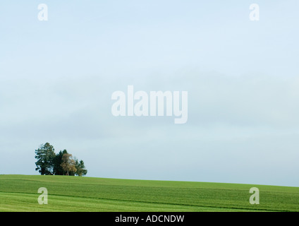 Grünen Wiese mit Baumbestand Stockfoto