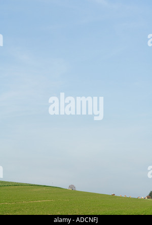 Grüne Wiesen, grasende Kühe auf Distanz Stockfoto