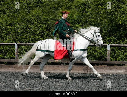 Mittelalterliche Ritter im Galopp sein Pferd Trooper Aktion Reiter Reiter Reiter Pferdesport ritterlichen ritterlichen errantly Speer Hecht Stockfoto