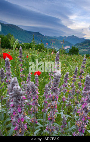 wilde Blumen wachsen in einem Feld mit Preci und die Berge der Monti Sibillini Nationalpark über Umbrien Italien NR Stockfoto
