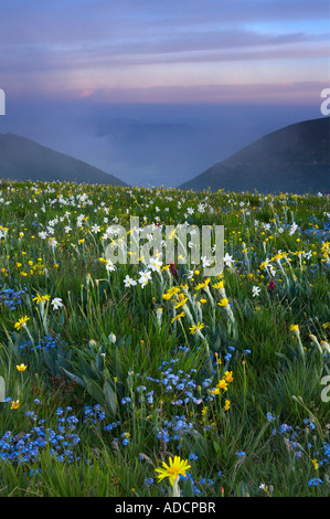 wilde Blumen wachsen die Forca Canapine Monti Sibillini Nationalpark Umbrien Italien NR Stockfoto