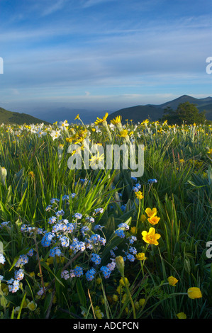 wilde Blumen wachsen die Forca Canapine Monti Sibillini Nationalpark Umbrien Italien NR