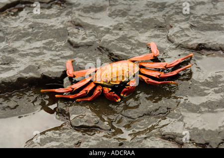 Sally Lightfoot Krabben (Grapsus Grapsus) zu Fuß auf den nassen Stein Küste Galapagosinseln Ecuador Südamerika Stockfoto