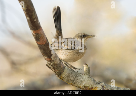 San Cristobal (Chatham) Mockingbird (zählt Melanotis) Galapagos San Cristobal Galapagos Ecuador Pazifik Stockfoto