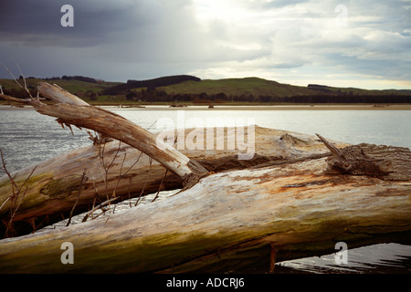 Holz nach Flut Fluss angespült Stockfoto