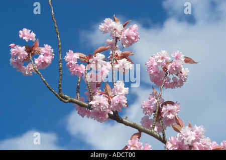 Kirschbäumen in voller Blüte Stockfoto