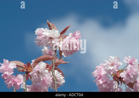 Kirschbäumen in voller Blüte Stockfoto