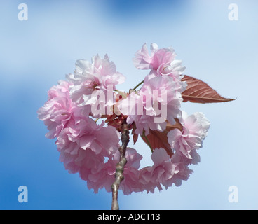 Kirschbäumen in voller Blüte Stockfoto