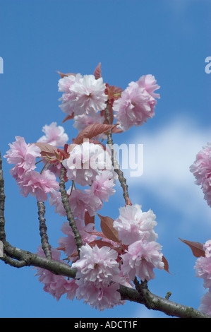 Kirschbäumen in voller Blüte Stockfoto