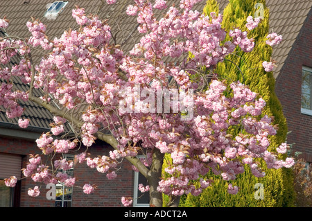 Kirschbäumen in voller Blüte Stockfoto