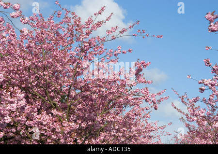 Kirschbäumen in voller Blüte Stockfoto