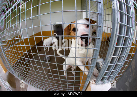 Hund im Käfig in Dog Pound, Swansea, Südwales, UK Stockfoto