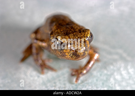 Gemeinsamen Frosch (Rana Temporaria) Froglet, von einem Gartenteich in Wales, UK Stockfoto