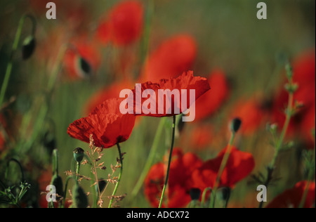 Mohnblumen am Rand des Feldes, Somme Region, Frankreich Stockfoto