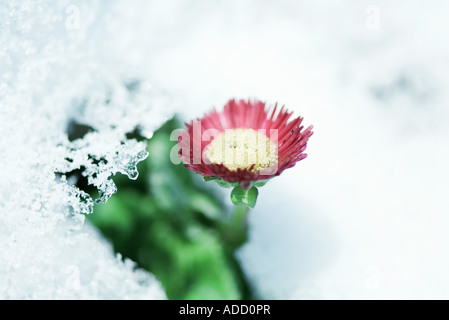 Blume aus Schnee Stockfoto